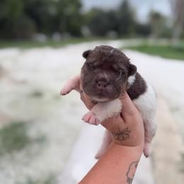 Ronald - Brown male Chinese Shar-Pei puppy in Lehigh Acres, Florida from Florida Wrinkles