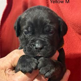 Yellow Collar R - Black brindle male Cane Corso puppy in Paris, Texas from Knucklehead Cane Corso