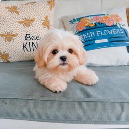 Murphy - Gold and white male Shihpoo puppy in Live Oak, Florida from Grams Poodle Babies