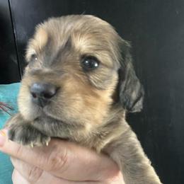 Aaden Jonathan - Cream male Dachshund puppy in Bigfork, Minnesota from Dachshunds Up North