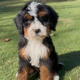 Gomez - Tri-color male Bernedoodle puppy in Alpharetta, Georgia from Doodles of Buckhead
