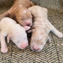 Boy 3 - Red  male Goldendoodle puppy in Glendale, Arizona from Follow Your Bliss Doodles