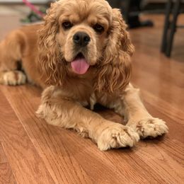 Savannah - Cocker Spaniel