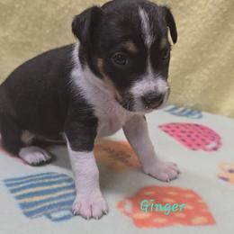 Girl 2 - Black tan and white female Rat Terrier puppy in Divide, Colorado from Outlaw Farm and Kennel