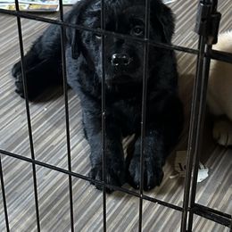 Labrador Retriever Puppies from Findaway Labradors