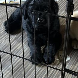 Labrador Retriever Puppies from Findaway Labradors