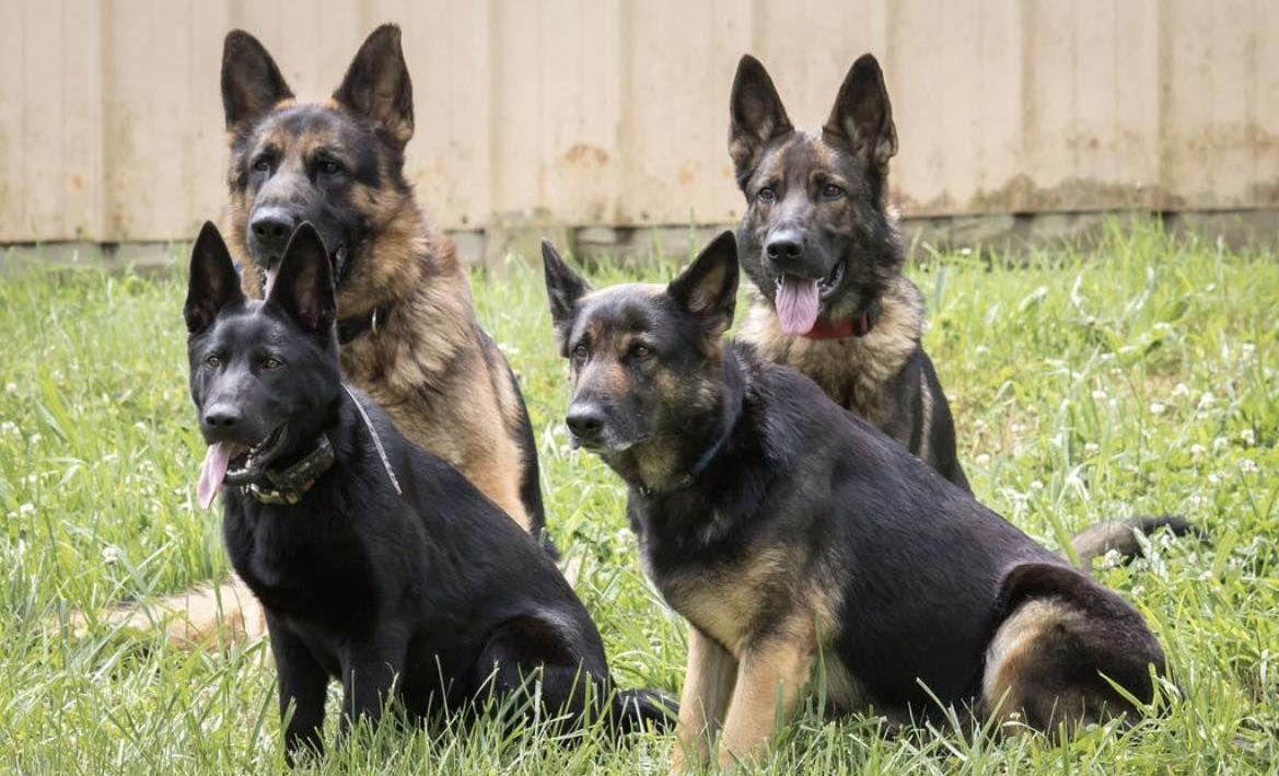 4 adult German Shepherds sitting and posing for the camera outside.