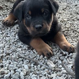 Rottweiler Puppies from Cross Creek Rottweilers