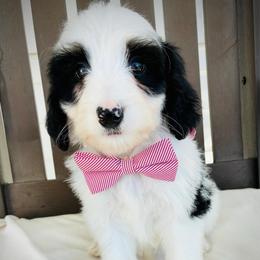 Angus - Parti male Goldendoodle puppy in Auburn, Indiana from Martin’s Doodles
