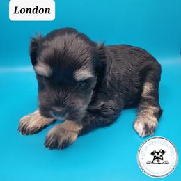 Miniature Schnauzer Puppies from Little Schnauzer Paws