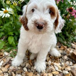 Goldendoodle Puppies from Halo Doodles