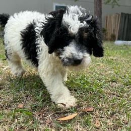 Carol - Parti female Goldendoodle puppy in Jacksonville, Florida from Dandelion Doodles