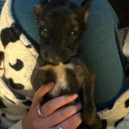 Ebony - Red female Afghan Hound puppy in Cottonwood, California from California Royal Afghans