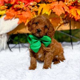 Charlie - Red male Cavapoo puppy in North Carolina from NC Doodle Puppies