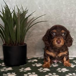 Jacob - Chocolate male Dachshund puppy in Brandon, Florida from Knights Dachshunds