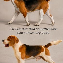 Beagle puppies from Rustic Farm Sporting Beagles
