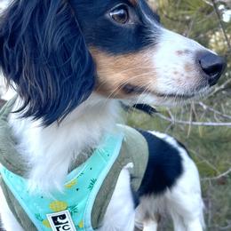 Penny - Dachshund