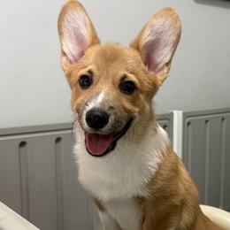 Little Blaze - Red male Pembroke Welsh Corgi puppy in North Charleston, South Carolina from Corgivilla