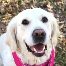 Jewel - Golden Retriever