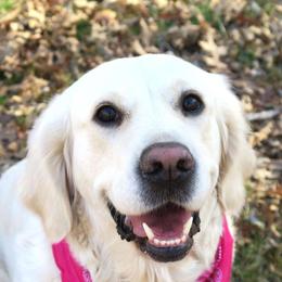 Jewel - Golden Retriever