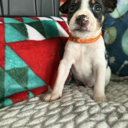 Rat Terrier Puppies from The Puppy Patch Rat Terriers