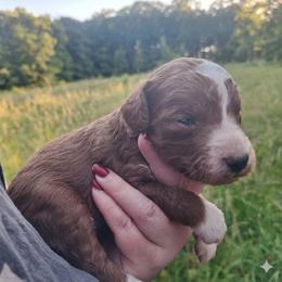 Versailles-red boy - Red  male Poodle puppy in Cypress Inn, Tennessee from Nine Pines Poodles