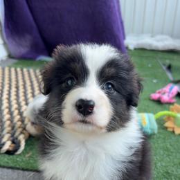 Gable - Black tri-color male Australian Shepherd puppy in Kearney, Nebraska from Helix Aussies