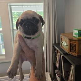 Bluey - Fawn male Pug puppy in Auburn, Kentucky from Prentice Family Pugs