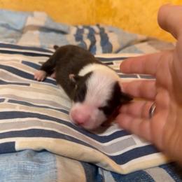 Chocolate and white boy - Chocolate male Border Collie puppy in Lebanon, Oregon from Cahill’s Canines