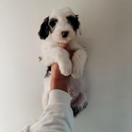 Jack. - Black and white male Sheepadoodle puppy in Wabash, Indiana from DOODCompany