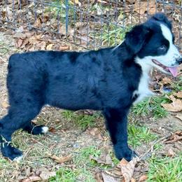 Boone - Black & white male Miniature Australian Shepherd puppy in Patterson, North Carolina from DreamLine Aussies