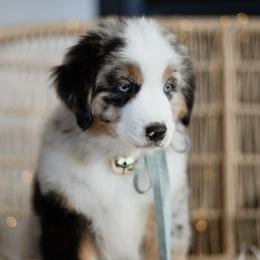 GUMDROP - Blue merle male Miniature American Shepherd puppy in Pasco, Washington from ROCK CREEK