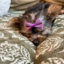 Yorkshire Terrier Puppies from SD_Yorkies619