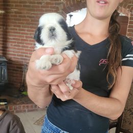 Boy 1 - Shih Tzu puppy from Keeper of the Stars
