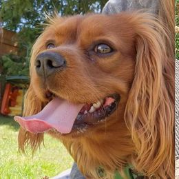 Nike - Cavalier King Charles Spaniel