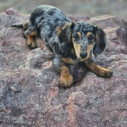 Aero - Dachshund