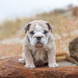 Bulldog Puppies from Badger Canyon bulldogs