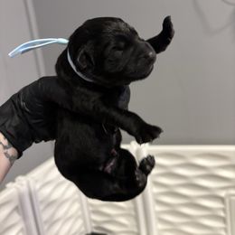 Disco - Black female German Shepherd puppy in Knowlton Township, New Jersey from Augenblick Kennels