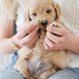 Ferrari - Apricot male Goldendoodle puppy in Pleasant Grove, Utah from Canterbury Canines
