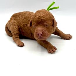 Spritz - Apricot female Goldendoodle puppy in Mount Pleasant, Tennessee from Doodle My Heart