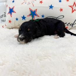 Mr. Kiwi - Tri-color male Bernedoodle puppy in Hegins, Pennsylvania from Bubbling Springs Doodles, LLC