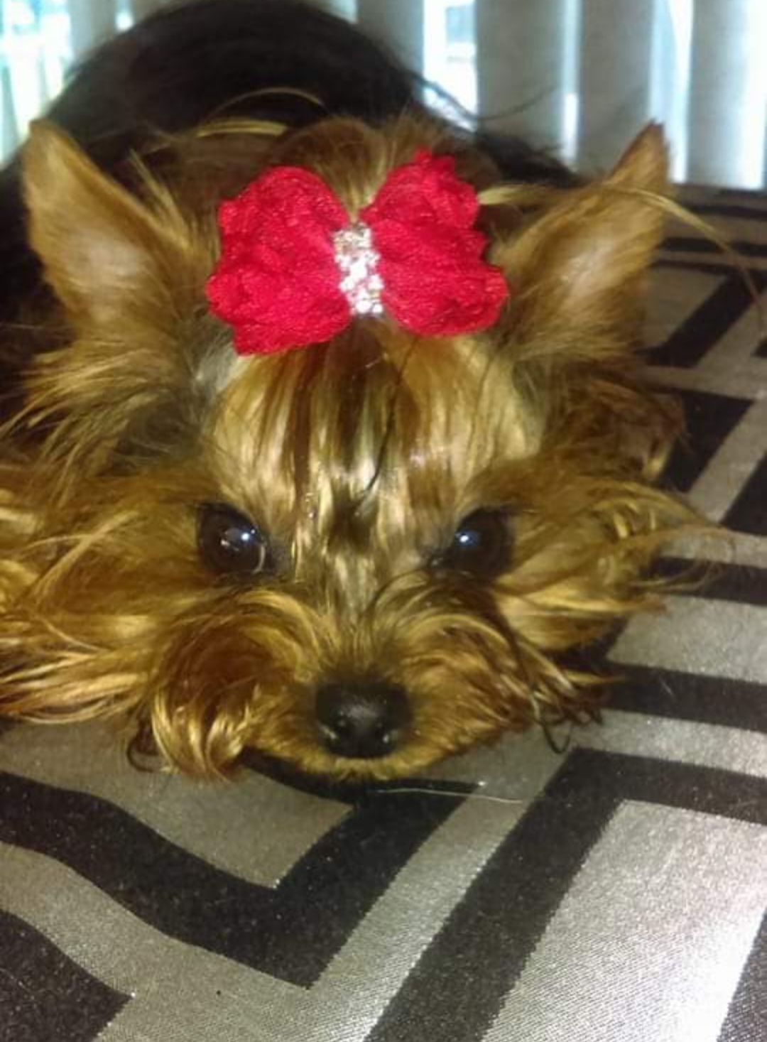 Mila - Yorkshire Terrier