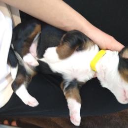 Bernedoodle, Goldendoodle, and Sheepadoodle Puppies from Country Meadow Doodles