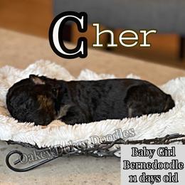 - Bernedoodle puppy in Nebraska from Oakey Dokey Doodles