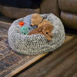 Poppy - Red  female Poodle puppy in Advance, North Carolina from Diane Hawkins