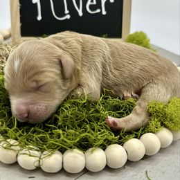 River - Apricot male Goldendoodle puppy in Travelers Rest, South Carolina from Bailey Mountain Doodles