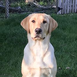Labrador Retriever Puppies from Sycamore Kennels