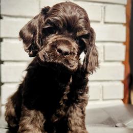 Prim - Sable Cocker Spaniel puppy in Camp Douglas, Wisconsin from Bluff Country Cockers