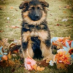 French Bulldog and German Shepherd Puppies from Iron Rim