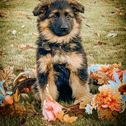 French Bulldog and German Shepherd Puppies from Iron Rim
